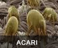 Acari