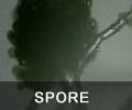 Spore